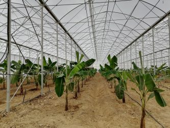 Manavgat 30.00 m2 Muz Serası